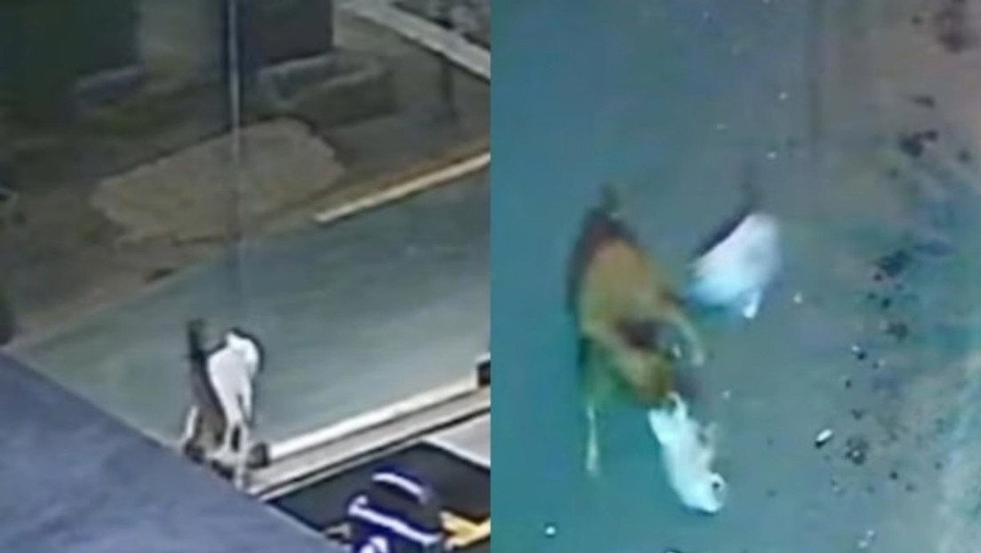 VIDEO: Gato se enfrenta heroicamente a un perro que atacaba a otro felino