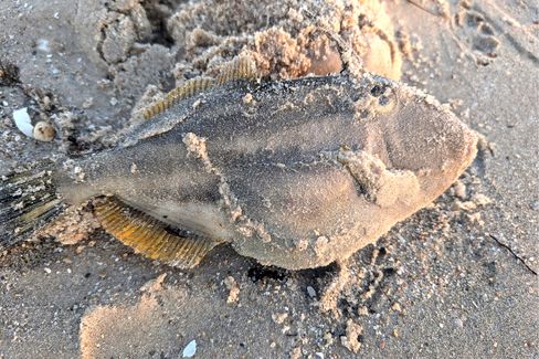 Giftige Alge löst Massensterben von Tieren vor Australien aus